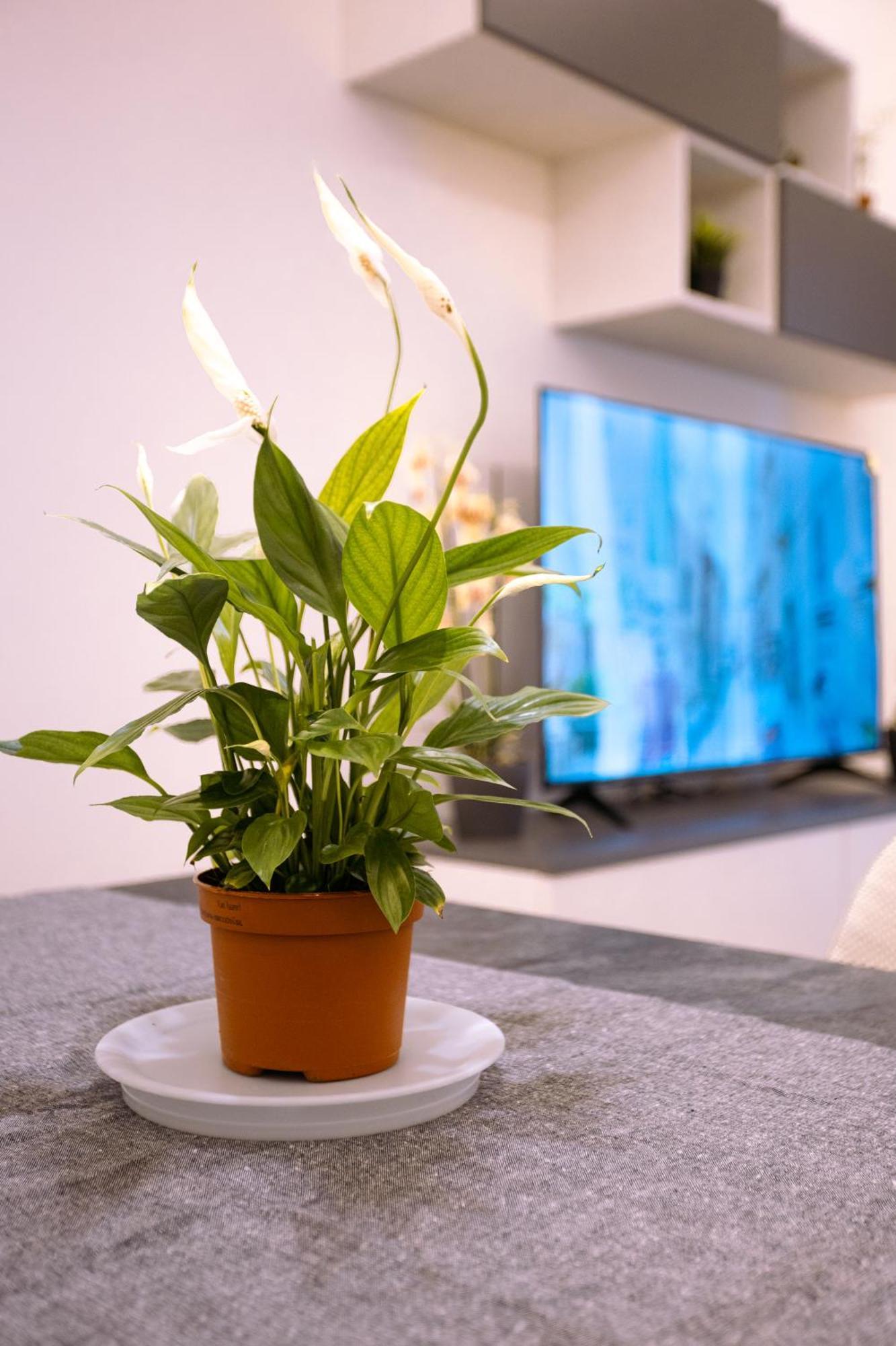 Song House Apartment Centro Storico 7 Pax نابولي المظهر الخارجي الصورة